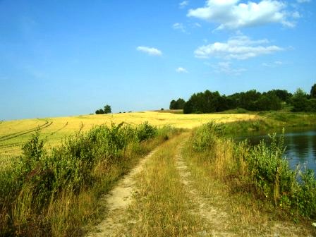 Pole, cesta, rybník