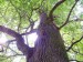 Koruna dutého stromu